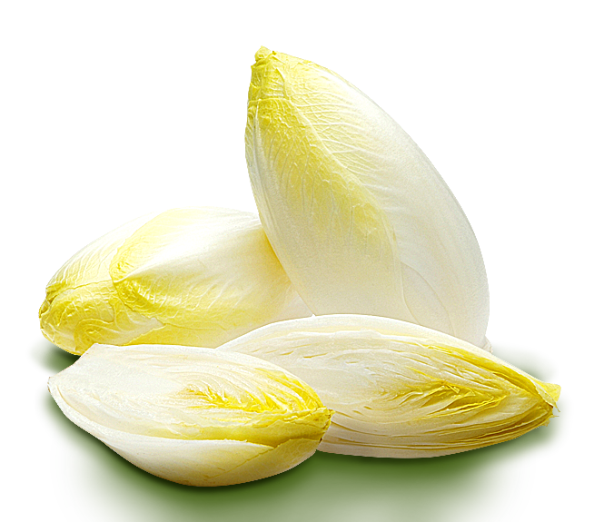 Saison : L'endive